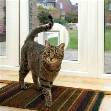 Fitted Cat-flaps in Glass